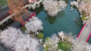 東湖桜園の桜が満開 湖北省武漢市 [upl. by Attenov229]