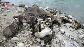 Carcass of detusked elephant found near Pedu Lake Kedah [upl. by Zaob]