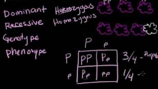 Genetics Review [upl. by Elene]