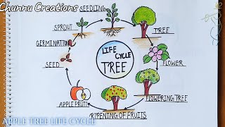 Tree life cycle Drawing  Tree life drawing  Life cycle of tree drawing step by step [upl. by Alekal284]