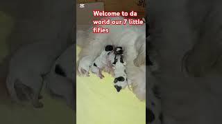 7furbabiesstressrelief fypシ゚viral fypyoutube fyp viralvideo pets animals trending ytshorts [upl. by Dott]