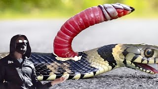 This Is Why You Shouldnt Pull a Tapeworm Out of a Snake [upl. by Gnoc]