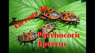 Comment bien commencer un élevage de gendarmes Pyrrhocoris Apterus [upl. by Eimarej]