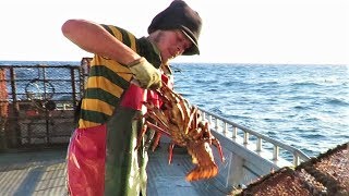 Cray Fishing in the Chatham Islands [upl. by Netniuq]