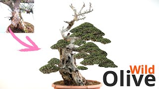 Incredible olive bonsai transformation [upl. by Gnaw112]