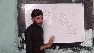 Cyclic and noncyclic photophosphorylation  Electron transport chain in Light dependent reaction [upl. by Lidia]