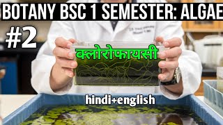 algae शैवाल  क्लोरोफायसी bsc 1 semester botany [upl. by Sivia]