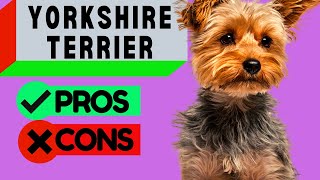 Yorkshire Terrier Pros and Cons  Should You Get One [upl. by Bellda827]