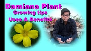 Damiana Plant Growing tips Uses amp Benefits Jamshed Asmi Informative Channel In Urdu Hindi [upl. by Fanchette]