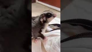 Sugar glider Flying squirrels Thomass flying squirrel Petaurus breviceps [upl. by Francklyn358]