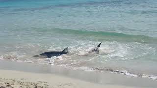 Menorca Son Bou beach Shark [upl. by Prescott]