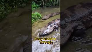 Japanese Giant Salamander shorts animals [upl. by Euridice885]