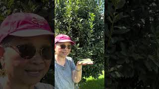 I Grew a THRIVING Bay Leaves Tree in My Backyard Whats the Secret [upl. by Hayotal]