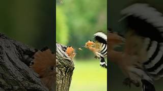 Eurasian Hoopoe Sounds ❤️ 4 [upl. by Sredna88]