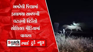 અમરેલી જિલ્લામાં ડાલામથા સાવજની લટારનો વિડીયો સોશિયલ મીડિયામાં વાયરલ 2024  Spark Today News [upl. by Einomrah59]