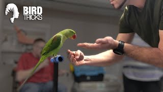 How to Get a Bird To Like Other People  Alexandrine Parakeet [upl. by Rigdon7]