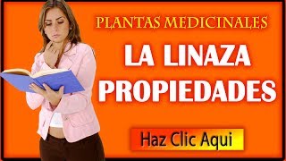 Linaza Propiedades Medicinales Beneficios y Usos [upl. by Thatch292]