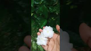 Tabernaemontana divaricataটগর ফুলyoutubeshortsgardenplantspeacefullnatureshorts [upl. by Rosenthal380]