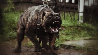 9 Facts You Need to Know Before Buying a Presa Canario [upl. by Daisi]