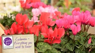 Cyclamen  Everything you need to know [upl. by Nodle284]