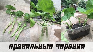 ЧЕРЕНКОВАНИЕ ПЕЛАРГОНИИ весной [upl. by Aniger]