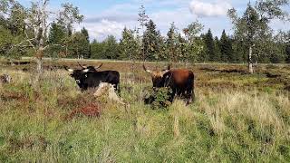 Watch a Giant Aurochs Bull Devour a Tree in the Black Forest National Park [upl. by Decker]