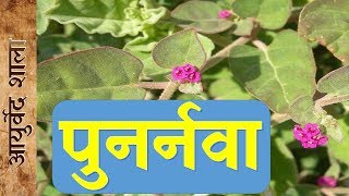 Punarnava kay fayday or upyog  Ayurved shala [upl. by Aetnuahs]