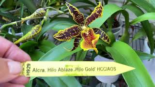 Aliceara Hilo Ablaze Hilo Gold Orchid in Bloom  October 2024 [upl. by Grimona493]