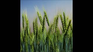 Fusarium head blight of wheat disease has been a major threat to wheat production in EthiopiaAnbese [upl. by Tomasine]