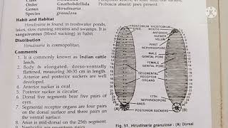 hirudinaria classification habitat and comments zoology practical bsc1comments on heteronereos [upl. by Rehptosirhc]