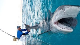 Massive 1000lb Tiger Shark caught while Bottom Fishing in the Bahamas  4K [upl. by Enilecram]