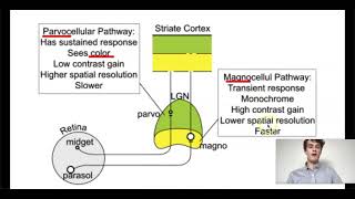 MCAT Question of the Day Magnocellular Pathways [upl. by Tonia]