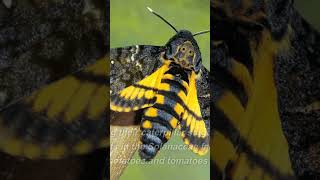 Deaths Head Sphinx Moth Natures SkullShaped Defender [upl. by Johppah]