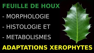 Feuille de houxMorphoanatomie histologie métabolismesAdaptations feuille xérophytesHKempf [upl. by Eeneg]