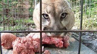 How to Feed 100 BIG CATS [upl. by Gorey]