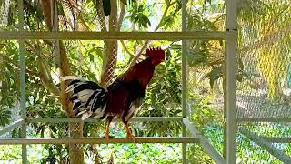 FighterCockSportBird quality rooster chicken breeds in my farm aseelthai vietnamBurma [upl. by Ninel448]