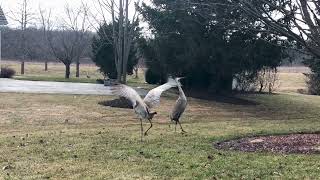 Sandhill crane dancing [upl. by Clotilda584]