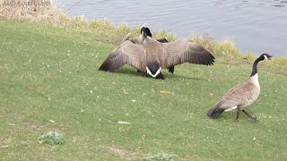 Canada Geese fighting attacking and honking [upl. by Fox]