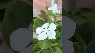 Whitevincaflowerplants ytshort short mygarden [upl. by Toscano761]