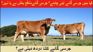 Top Jersey Cow Breed  Jersey Cow Milk production  HRM Dairies  DrSajid [upl. by Vogel796]