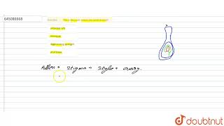 The pollen tube enters the ovule through  12  NTA NEET SET 116  BIOLOGY  NTA MOCK TESTS ENG [upl. by Tybie]