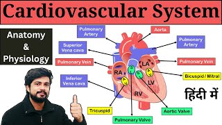 Cardiovascular System Anatomy and Physiology in Hindi Heart Blood Flow Chambers of Heart Etc [upl. by Combes]