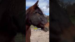 Understanding Horse Behavior Freeze Mode and Twitching horse horsebehavior horsetraining [upl. by Llebiram599]