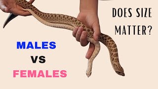 Male vs Female Western Hognose Snakes Size Feeding Enclosure amp Temperament Differences Explained [upl. by Aleahcim]