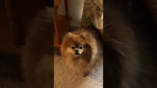 tiny Pomeranian dogs barking sounds little Pom [upl. by Eelyk]