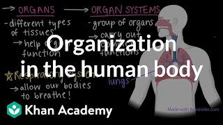 Organization in the human body  Cells and organisms  Middle school biology  Khan Academy [upl. by Sicnarf774]