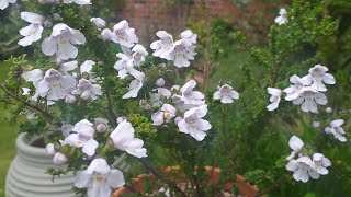 Prostanthera cuneata Alpine Mint Bush [upl. by Ynaoj]