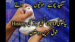 chuhay motiyon walay kabootar ki history old sialkoti pure breed 1st time on youtube [upl. by Ofilia]