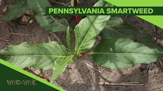 Weed of the Week 1095 Pennsylvania Smartweed Air Date 33119 [upl. by Ainud]