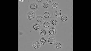 Timelapse of parthenogenetic activation [upl. by Elston]